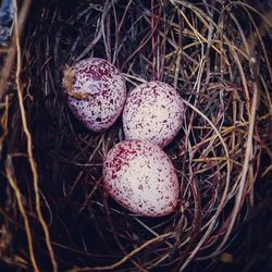 High angle view of eggs in nest