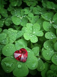 Close-up of heart shape gemstone on wet plant