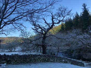 Bare trees in forest during winter