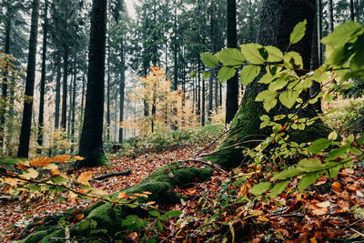 Trees growing in forest during autumn