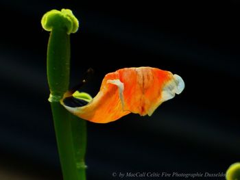 Close-up of orange rose against black background