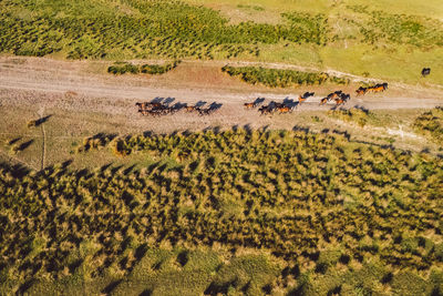 High angle view of horses on a field by sunset
