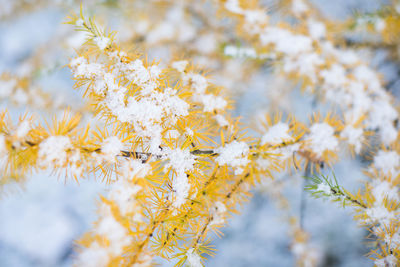 Coniferous tree with bright  needles. larch branch in first winter snow at sunny day. winter time.