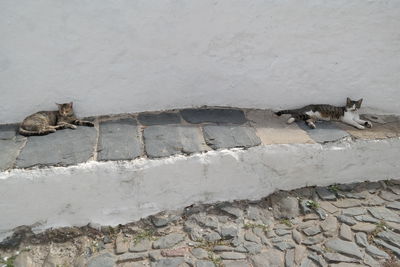 Lizard on retaining wall