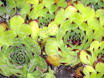 Full frame shot of green leaves