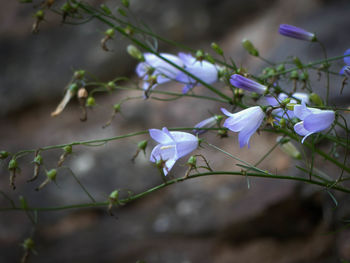Close-up of purple flowering plants