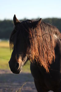 Close-up of horse on field