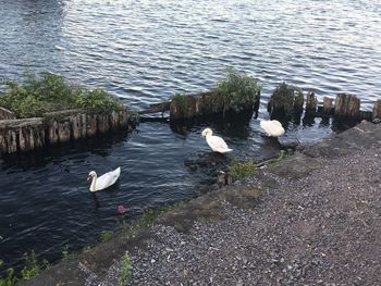 High angle view of swans swimming in lake