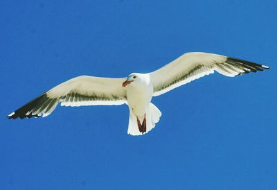 Low angle view of seagull flying