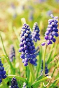 Close-up of purple crocus flowers on field