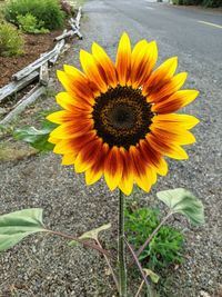 Close-up of yellow sunflower