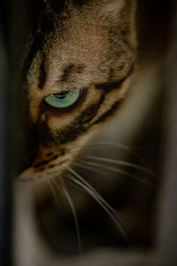 Close-up portrait of a cat