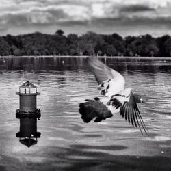 Bird flying over calm lake