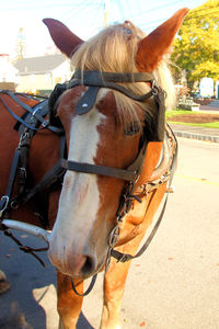 Horse cart by tree against sky