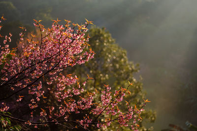 Close-up of fresh pink flowers blooming on tree