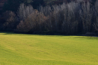 Scenic view of landscape