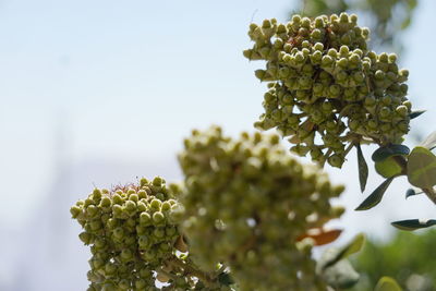 Close-up of berries growing on tree against sky