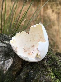 Close-up of bread on tree