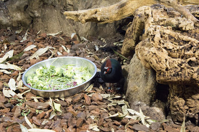 High angle view of lizard