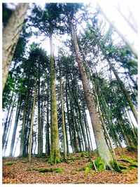 Low angle view of trees