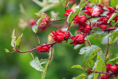 Close-up of red flowering plant