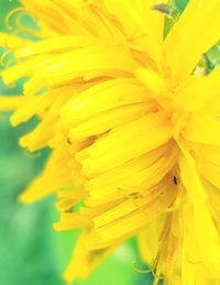 Close-up of yellow flowers