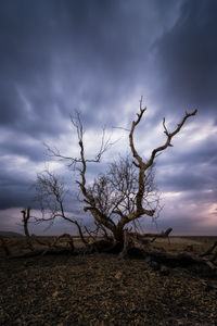 Bare tree on landscape against sky