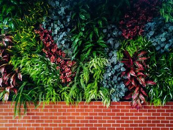 High angle view of red chili peppers plant