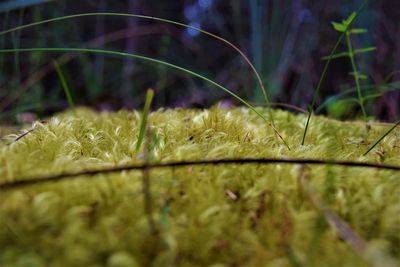 Close-up of wet grass