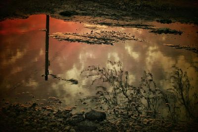 Trees in water