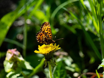 Butterfly pollinating on flower