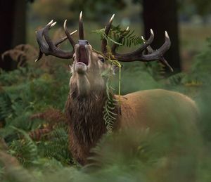 Close-up of deer