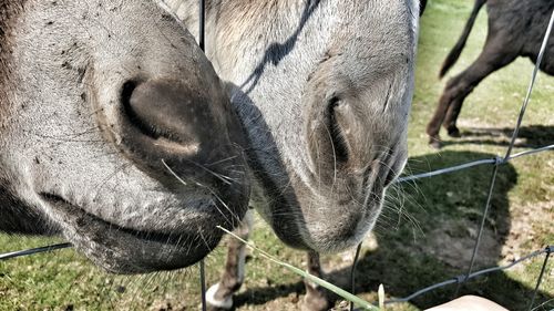 Close-up of cow grazing on field