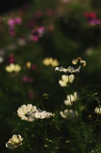 Close-up of flowers blooming outdoors