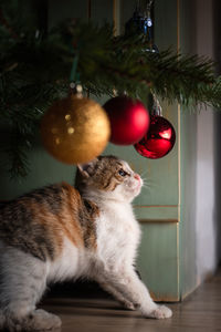 Close-up of cat on christmas tree