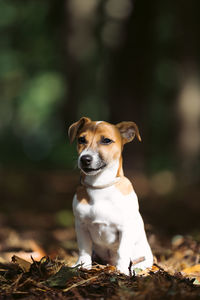 Dog looking away