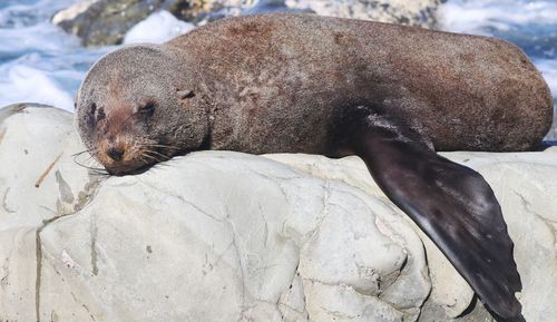 High angle view of sea lion on rock