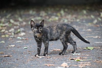 Portrait of cat on street