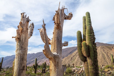 Panoramic view of trees against sky