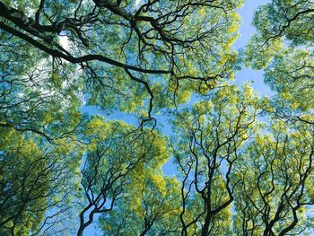Low angle view of trees against blue sky