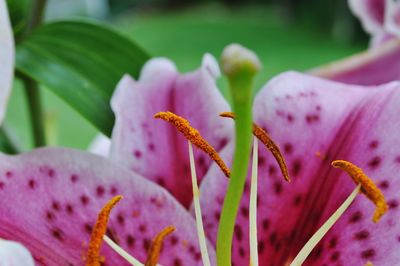 Close-up of pink day lily blooming outdoors