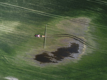 High angle view of plant on field