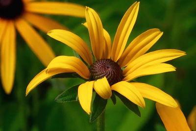 Close-up of yellow flower