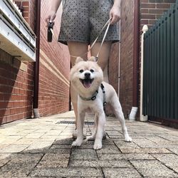 Woman holding dog standing outdoors