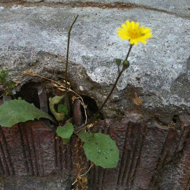 flower, fragility, freshness, petal, growth, yellow, plant, leaf, high angle view, nature, beauty in nature, flower head, blooming, day, outdoors, stem, close-up, no people, rock - object, growing