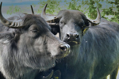 Young female buffalos on a dairy farm outdoors kept for producing mozzarella