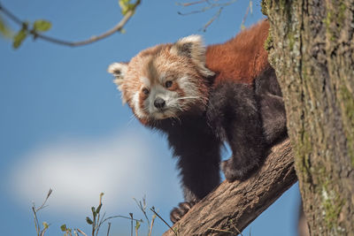 Low angle view of animal in tree