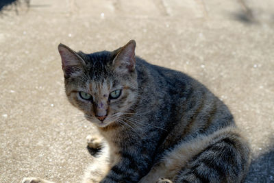 Close-up portrait of cat