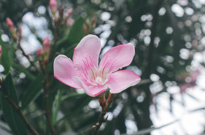 Close-up of pink flower