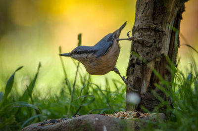 Close-up of bird on tree trunk